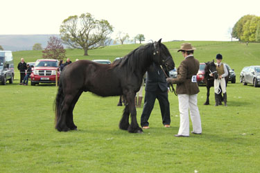 Rackwood Nimrod, Fell pony